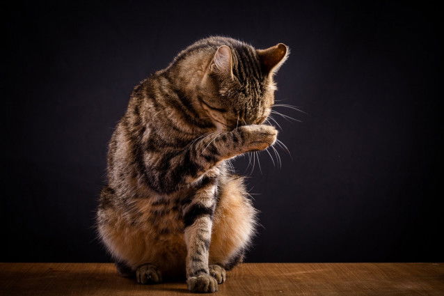 Un chat tigré faisant sa toilette