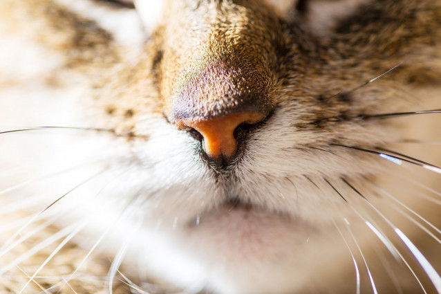 Le museau d'un chat