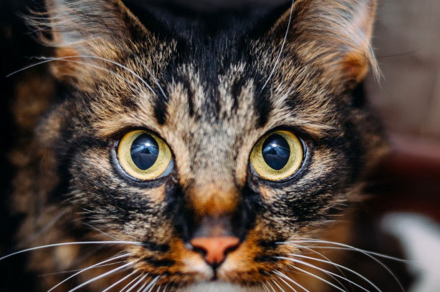 Un très beau cliché d'un chat tigré