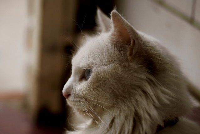 Un chat blanc à poil long regardant droit devant lui