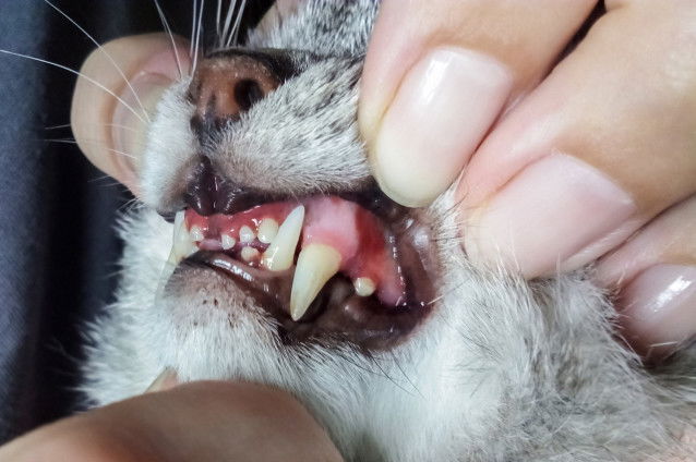 les gencives d'un chat