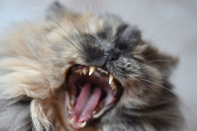 Un petit chat montrant les dents
