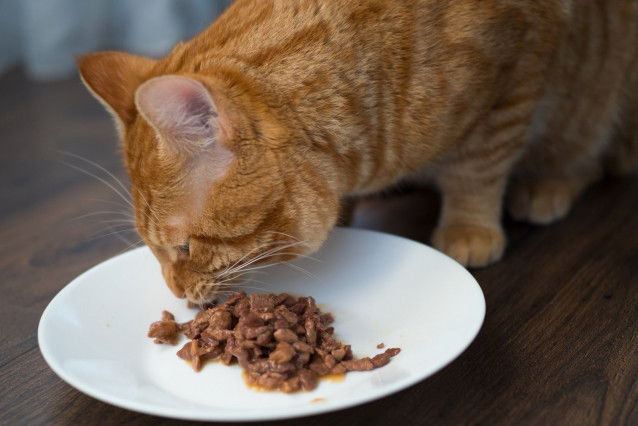 Un chat tigré roux mangeant sa paté