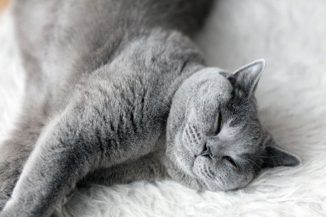 Un chat gris couché de tout son long sur un lit