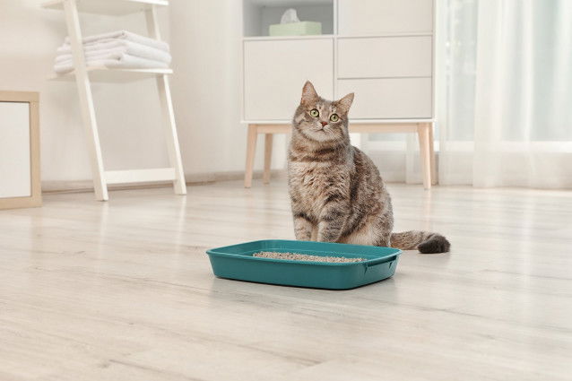 Un chat tigré assis à coté de sa litière