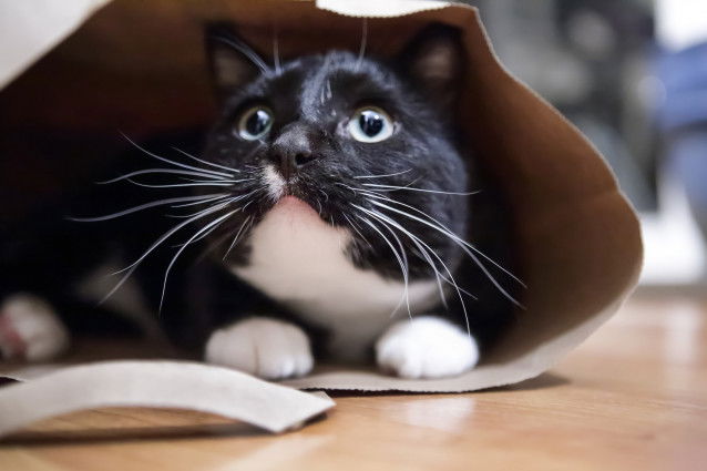 Un chat noir et blanc couché dans un sachet en papier