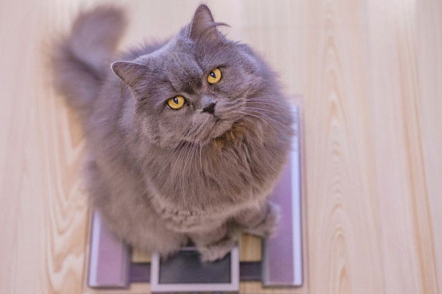 Un gros chat gris assis sur une balance