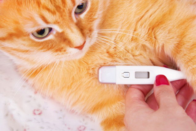 Une maitresse prend la température de son chat roux tigré