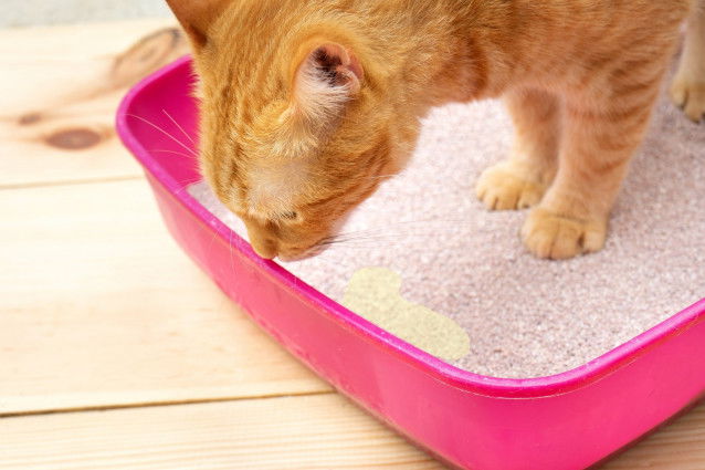 Un chat roux venant d'uriner dans sa litière