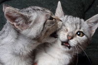 Un chat mordant un autre chat