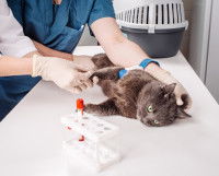 Un chat gris subissant des prélèvements