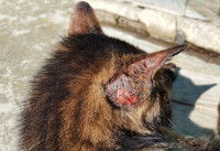 Un chat mordu à l'arrière de la tête