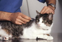 Un chat tigré et blanc en train de se faire vacciner