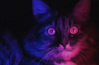 Un chat pris en gros plan avec des lumières differentes