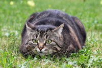 Un chat gris tabby allongé dans l'herbe