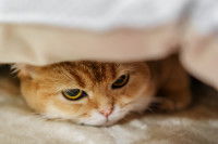 Un chat stressé caché sous une couverture