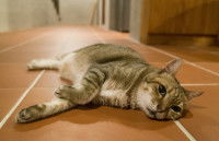 Un chat fatigué allongé sur le carrelage