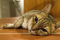 Un chat malade allongé sur le sol