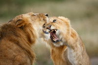 Deux lions se bagarrent