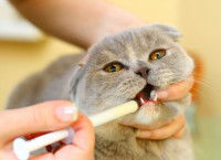 Un chat gris recevant un médicament par la bouche