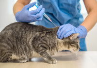 Une femme vétérinaire fait une injection à un chat gris tabby