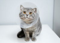 Un chat gris avec une collerette