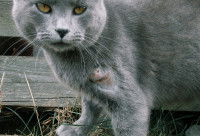 Un British Shorthair avec une plaie à la patte en train de cicatriser