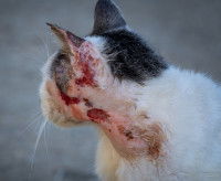 Un chat avec de nombreuses plaies qui saignent
