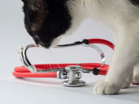 Un chat noir et blanc avec un stéthoscope