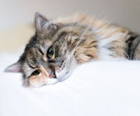 Un chat fatigué souffrant de souffle au coeur