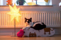 Un chat sur un coussin et éclairé par une lampe en forme d'étoile