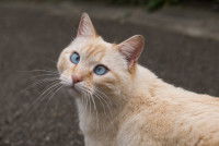 Un chat roux clair avec ses yeux bleus qui louche