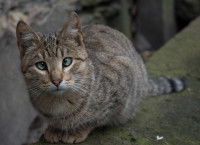 Un chat tigré avec des yeux qui louche