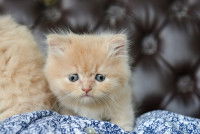 Un chaton tigré roux avec les yeux qui louche