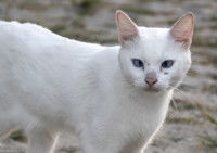 Un chat blanc avec les yeux qui louche