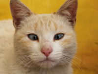 Un chat roux en train de loucher