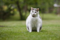 Un gros chat blanc et gris assis dans l'herbe