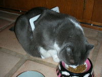 Un chat gris avec le châssis de sa chatière restée coincé sur son corps