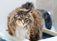 Un gros chat essaye de faire pipi dans sa litière