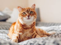 Un chat roux est couché sur un lit