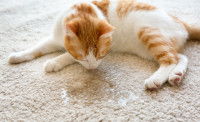 Un chat roux et blanc a fait pipi sur le tapis