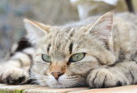 Un chat malade est couché sur le sol