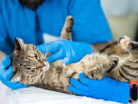 Un vétérinaire examine un chat mâle