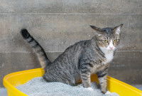 Un chat tigré fait pipi dans sa litière