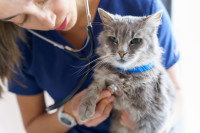 Une vétérinaire écoute le coeur d'un chat gris