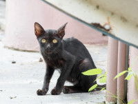 Un chat noir très maigre en extérieur