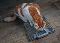 Un chat roux et blanc sur une balance