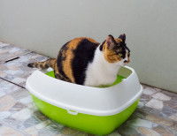 Un chat tricolore tente de faire caca dans sa litière