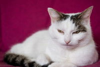 Un chat avec un air malade sur un fond rose