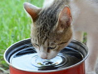 Un chat boit de l'eau dans une casserole